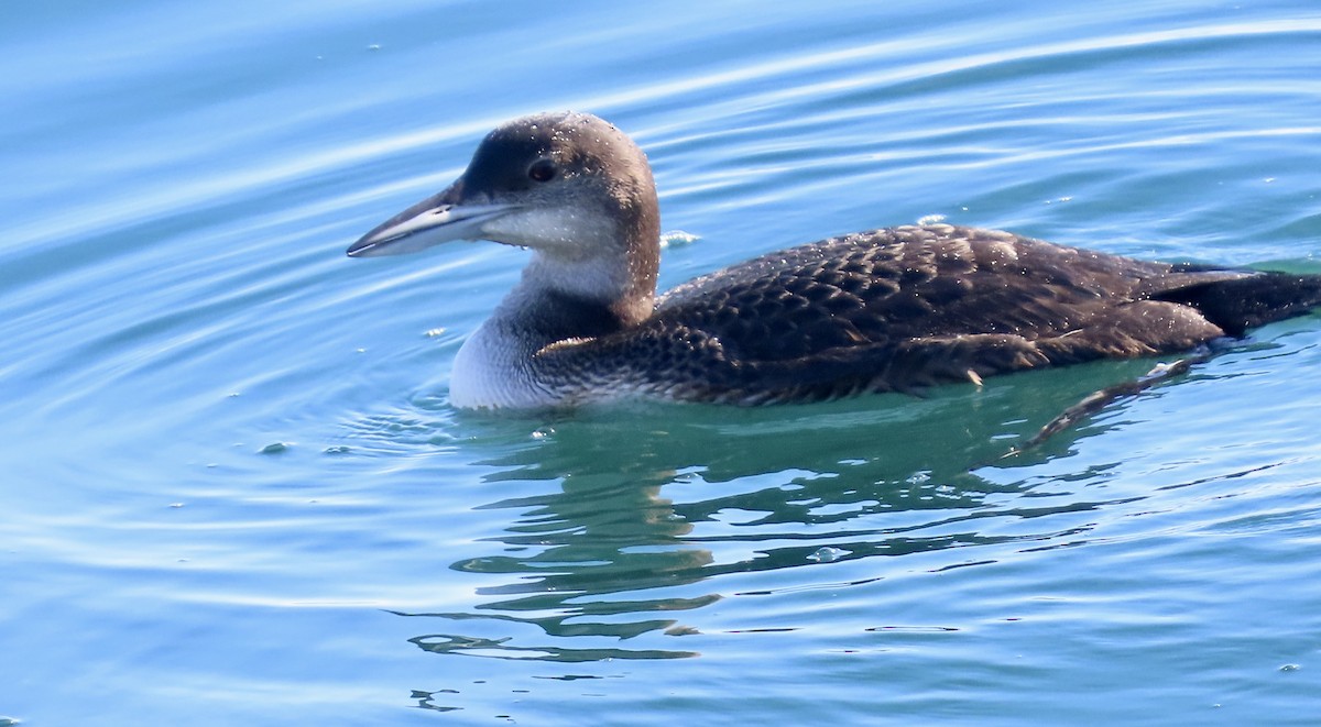 Common Loon - ML647012589