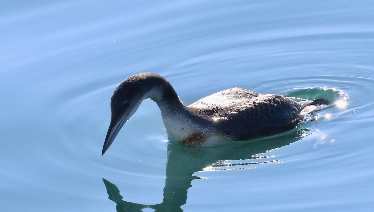 Common Loon - ML647012590