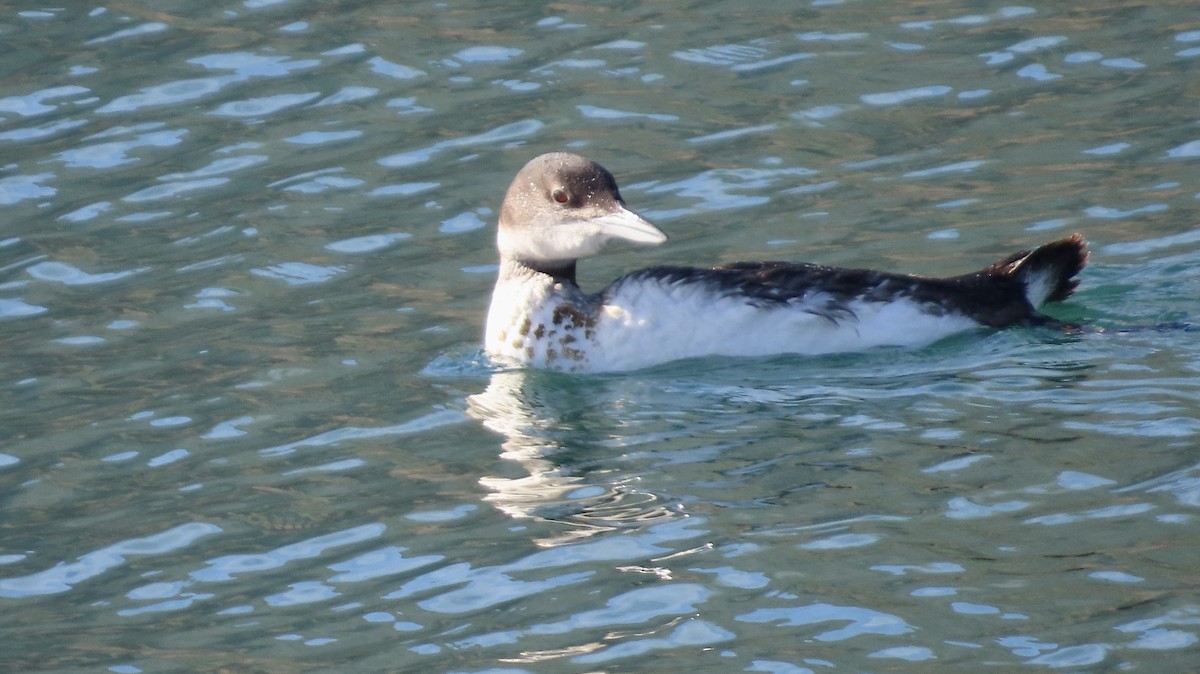 Common Loon - ML647012591