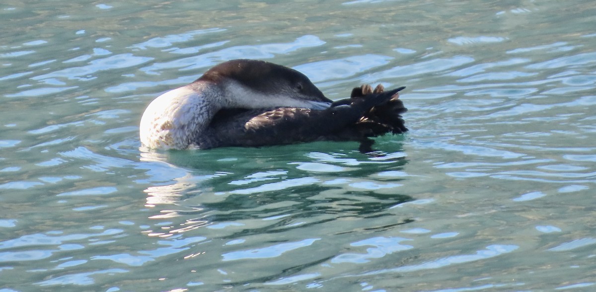 Common Loon - ML647012592