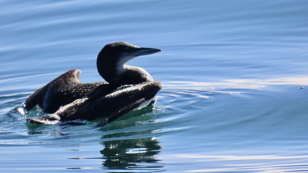 Common Loon - ML647012593