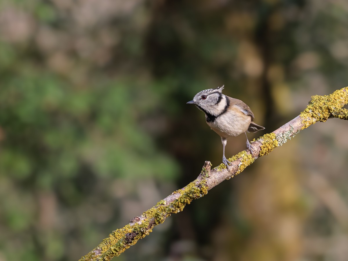 Crested Tit - ML647012602