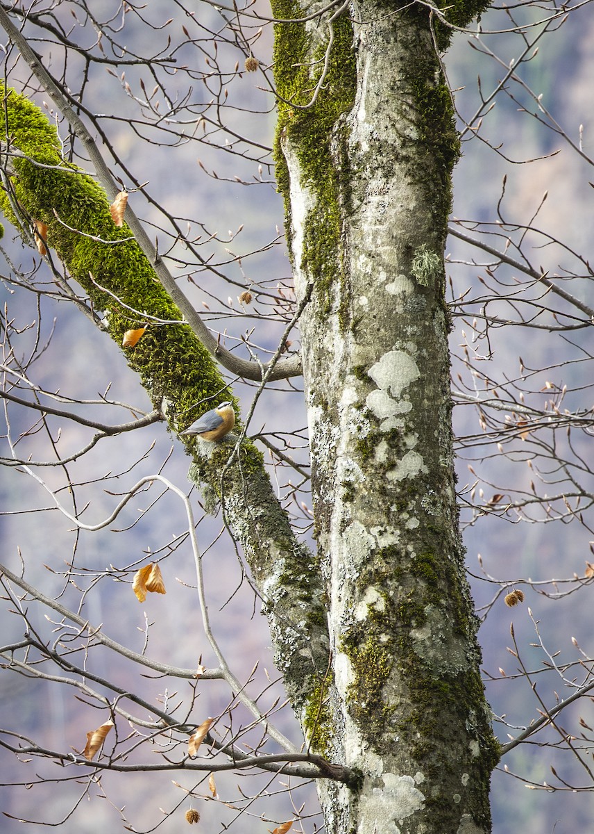 Garrapo eurasiarra - ML647012613