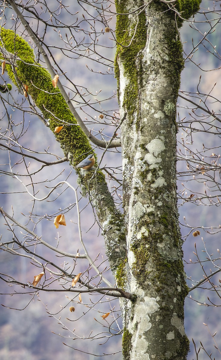 Garrapo eurasiarra - ML647012614