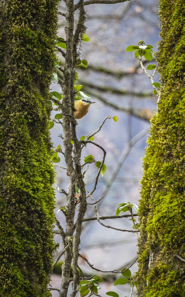 Garrapo eurasiarra - ML647012615