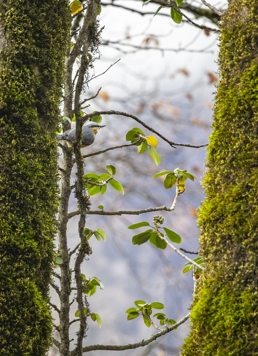 Garrapo eurasiarra - ML647012616