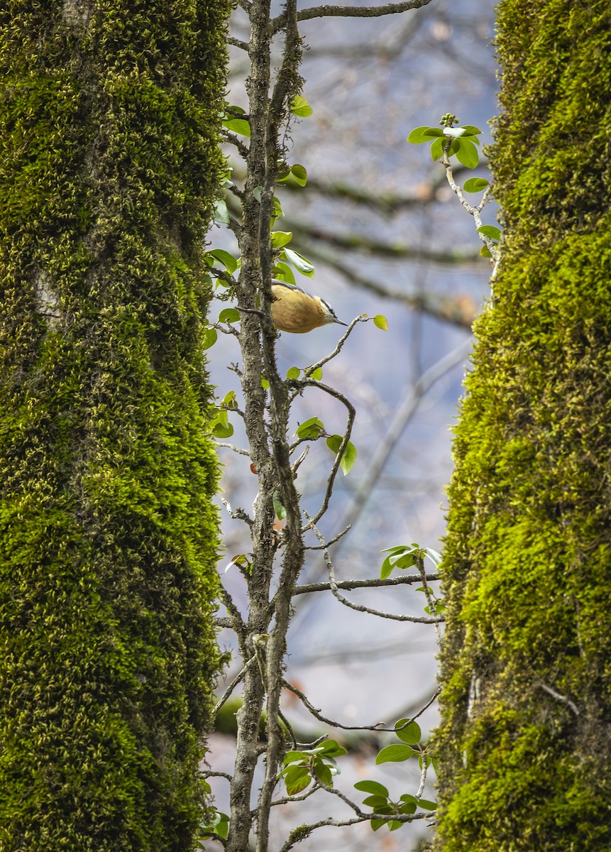 Garrapo eurasiarra - ML647012617