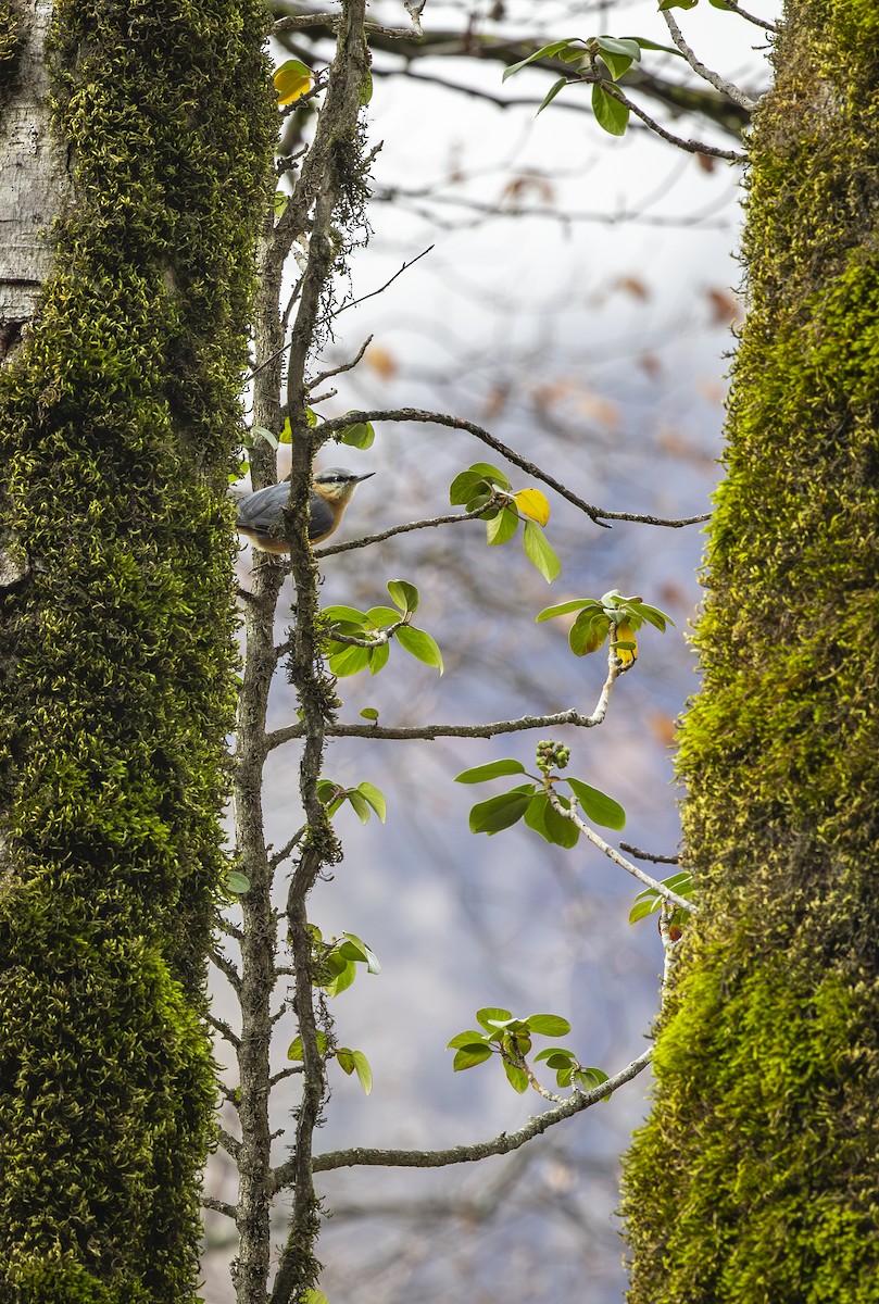 Garrapo eurasiarra - ML647012618