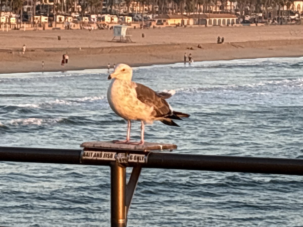 Western Gull - ML647012619