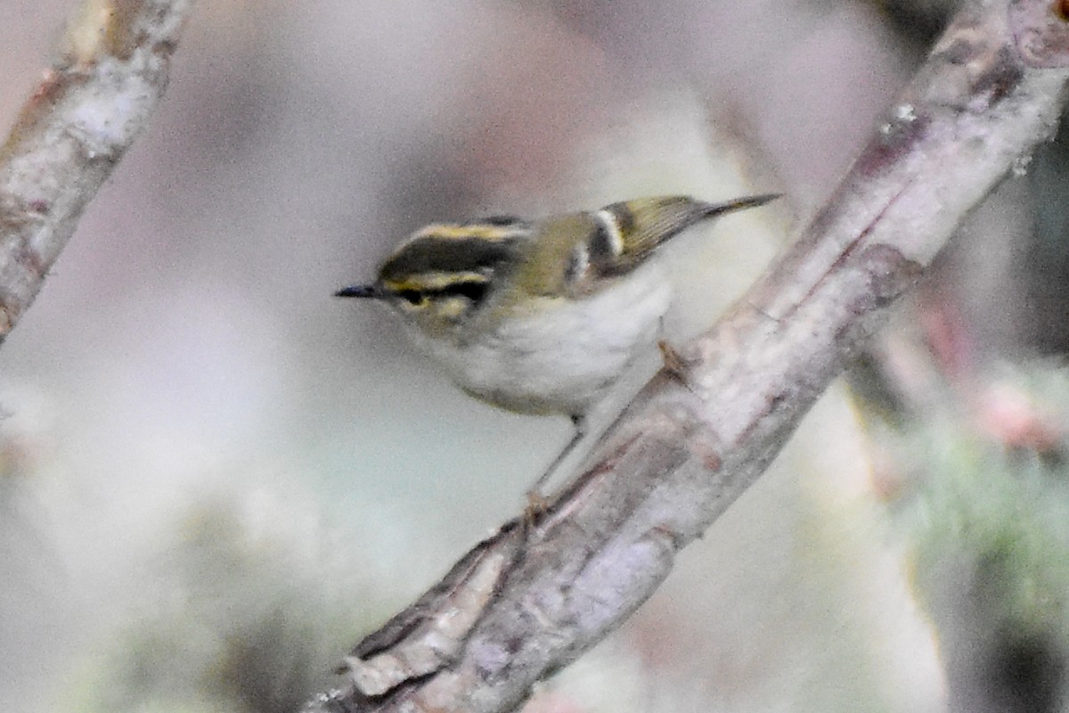 Lemon-rumped Warbler - ML647012621
