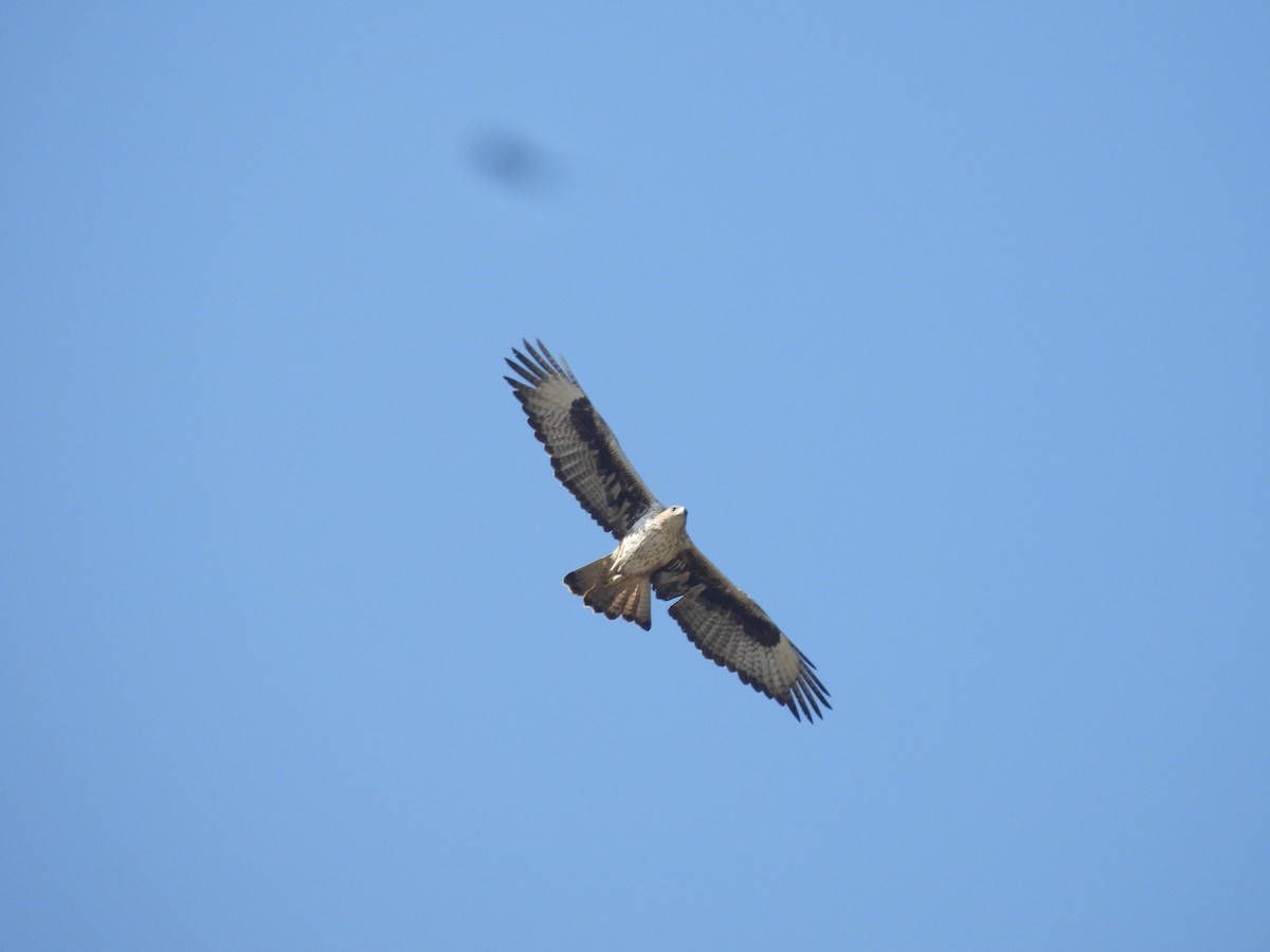 Bonelli's Eagle - ML647012632