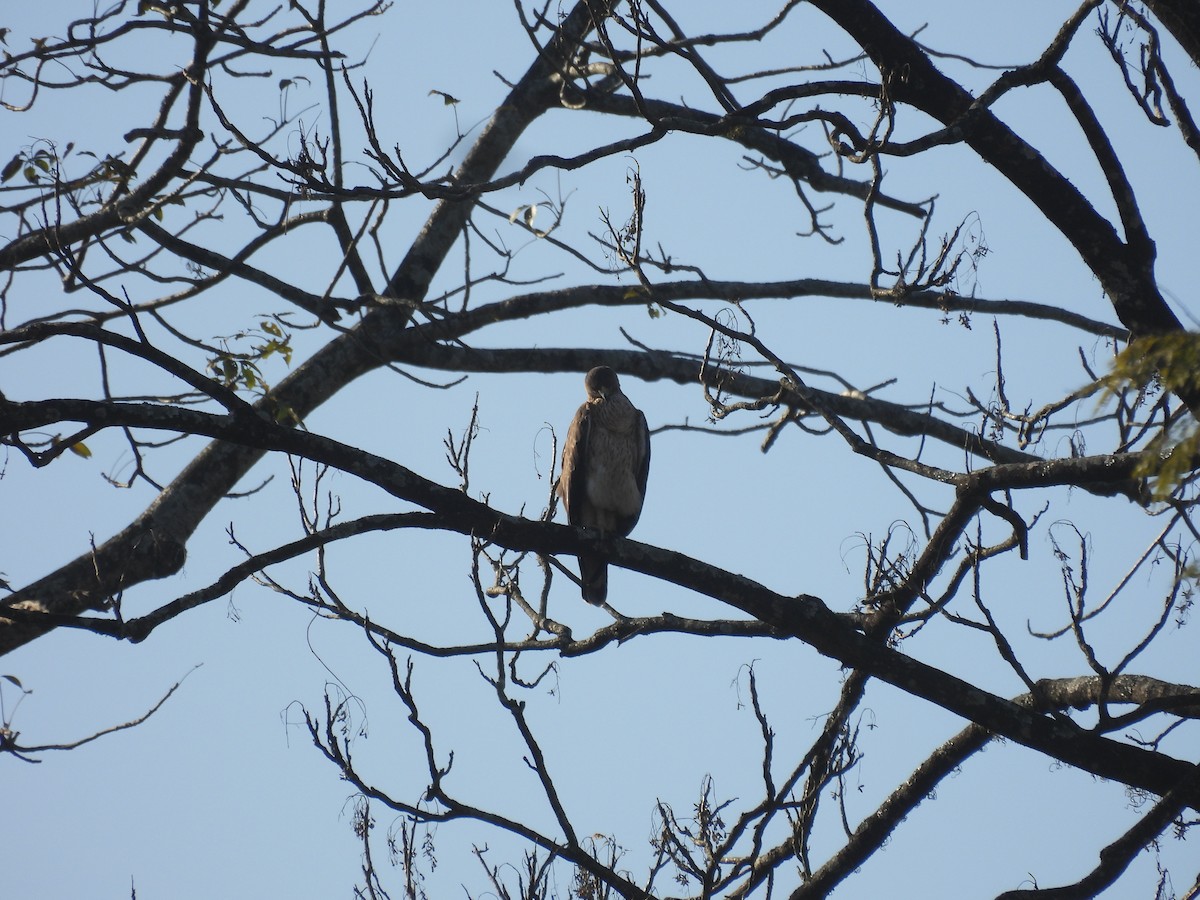 Bonelli's Eagle - ML647012633