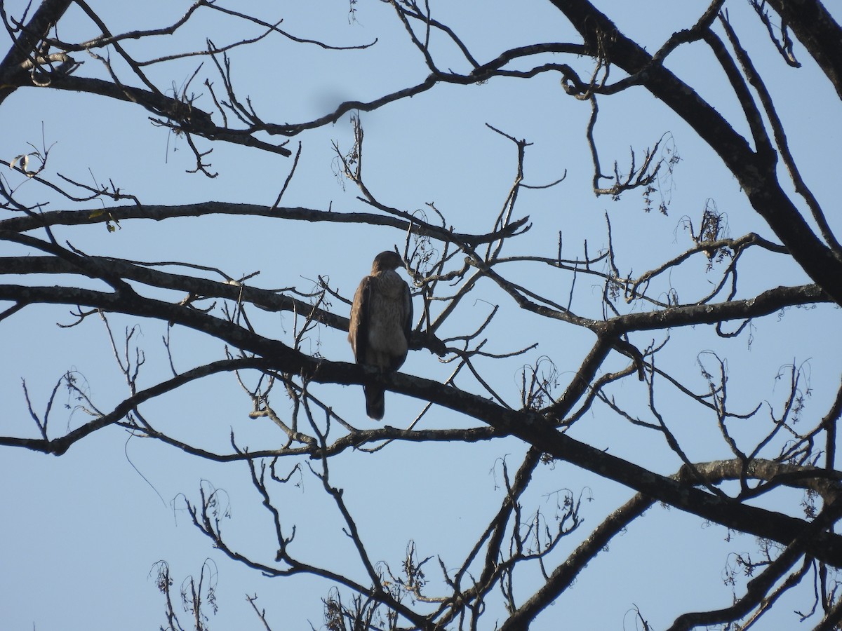 Bonelli's Eagle - ML647012634