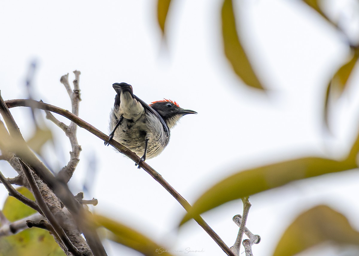 květozob červenohřbetý - ML647012654