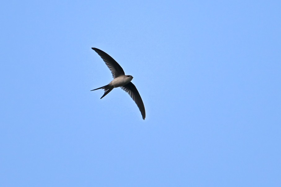 Asian Palm Swift - ML647012656