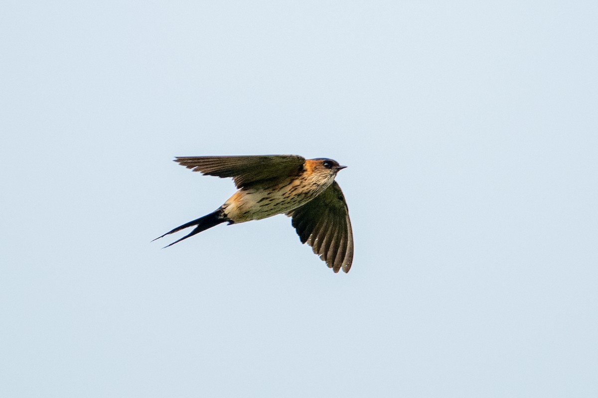 Eastern Red-rumped Swallow - ML647012664
