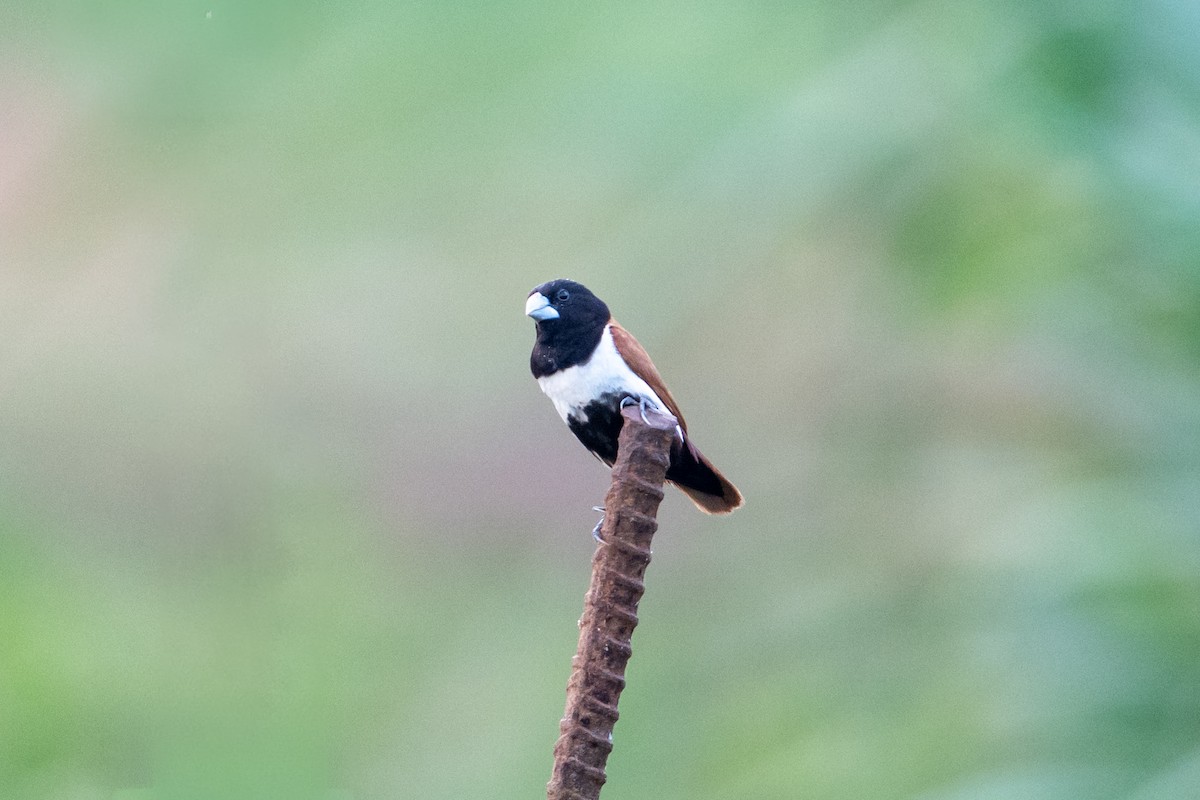 Tricolored Munia - ML647012666