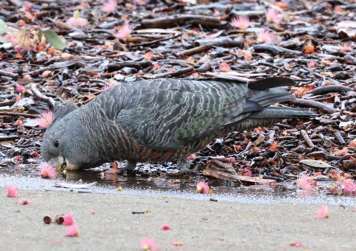 Gang-gang Cockatoo - ML647012667