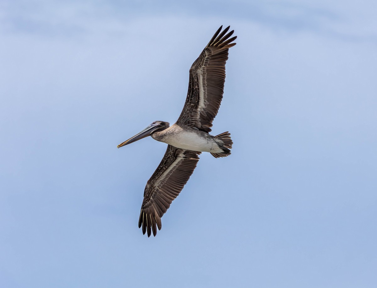 Brown Pelican - ML647012668
