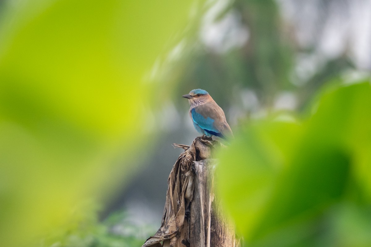 Indian Roller - ML647012669