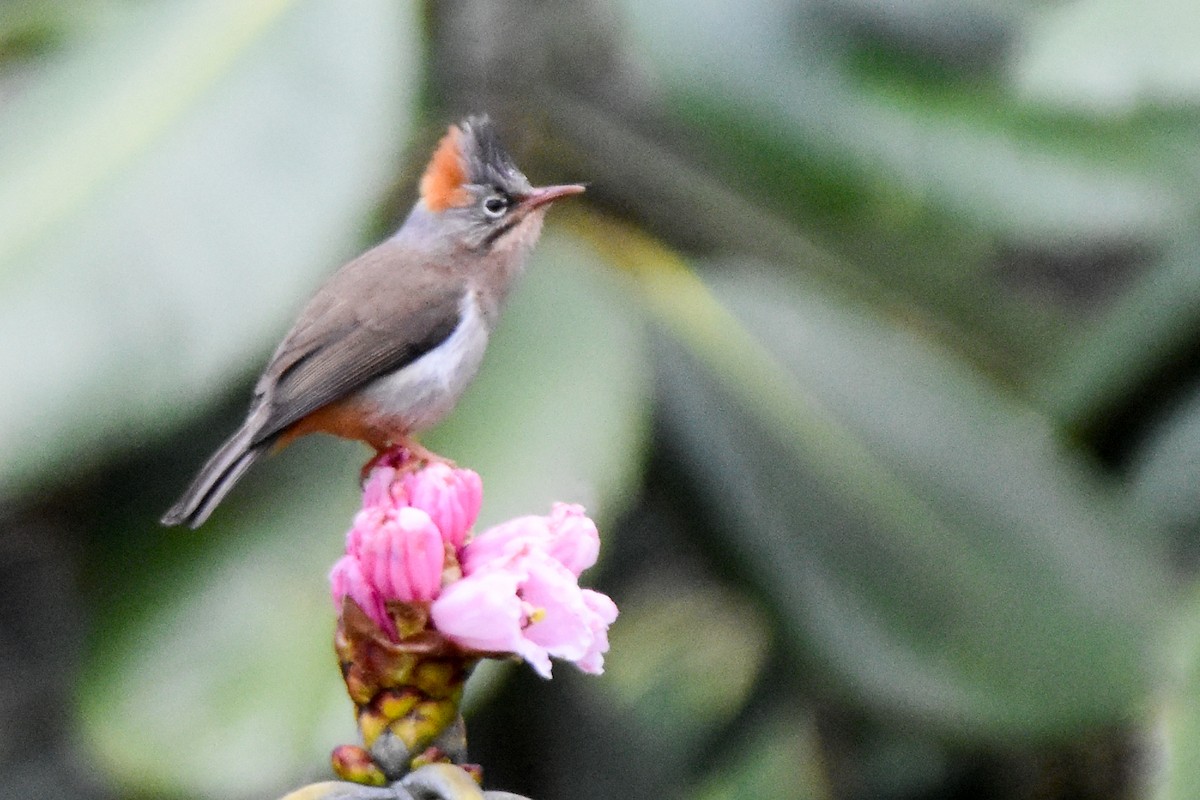 Rufous-vented Yuhina - ML647012679