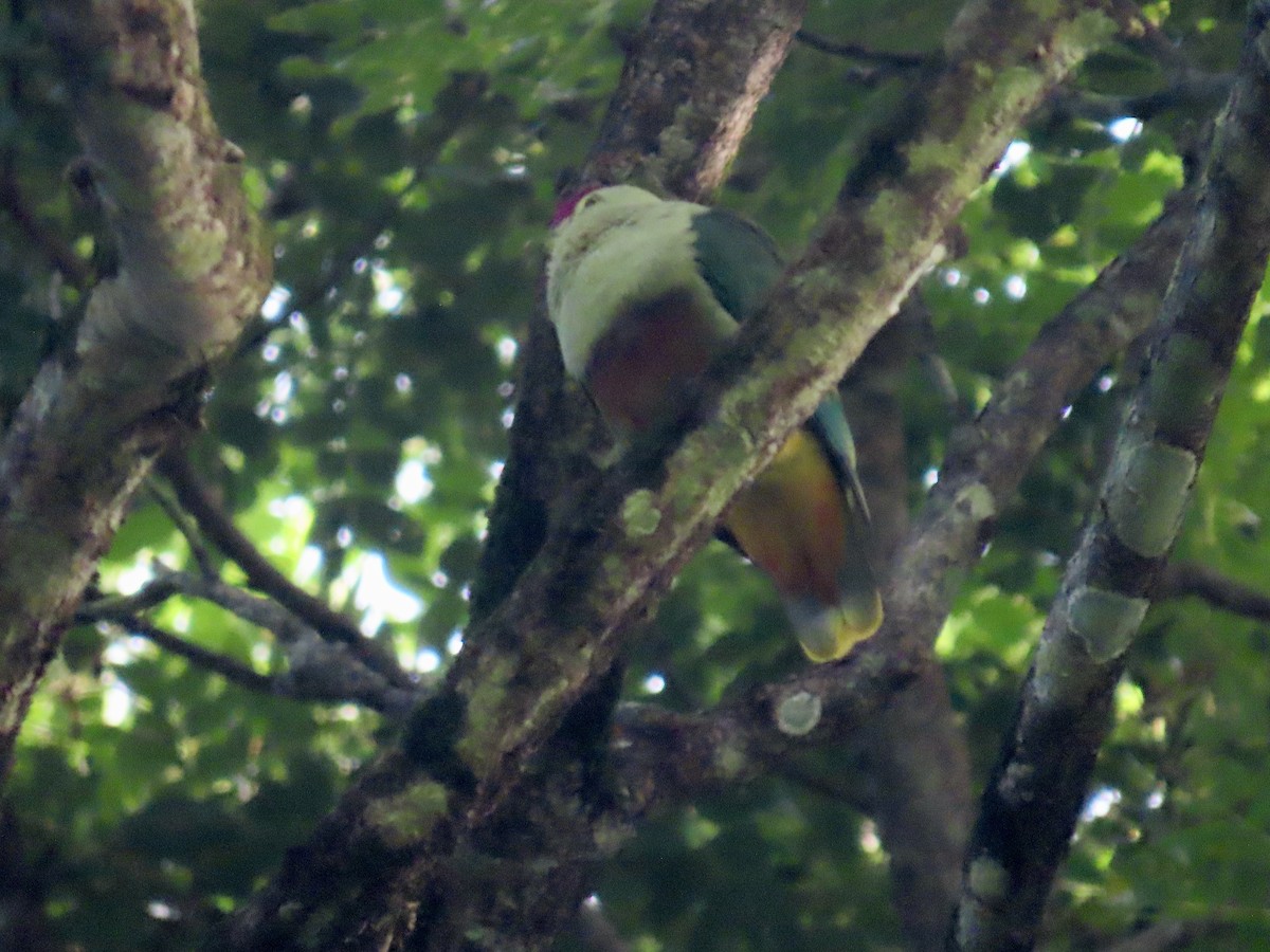 Crimson-crowned Fruit-Dove - ML647012682