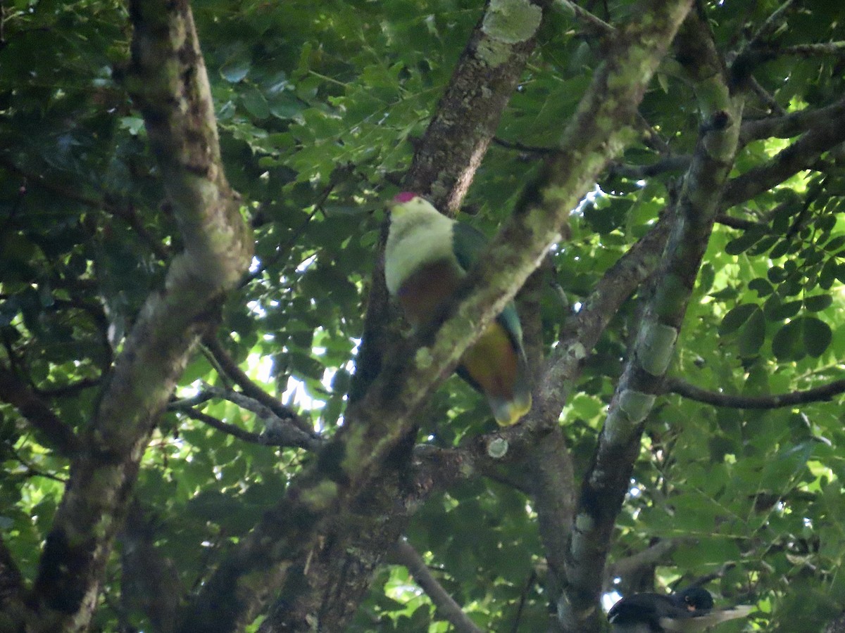 Crimson-crowned Fruit-Dove - ML647012683