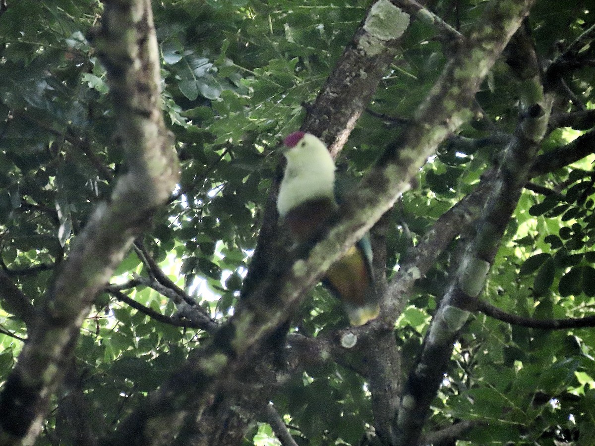 Crimson-crowned Fruit-Dove - ML647012684