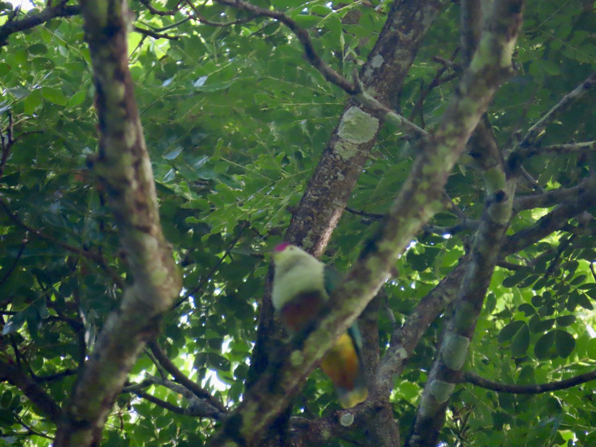 Crimson-crowned Fruit-Dove - ML647012685