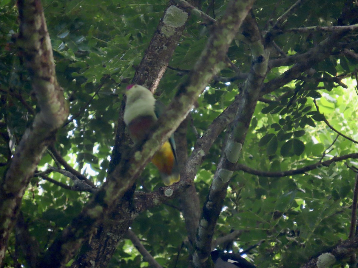 Crimson-crowned Fruit-Dove - ML647012686