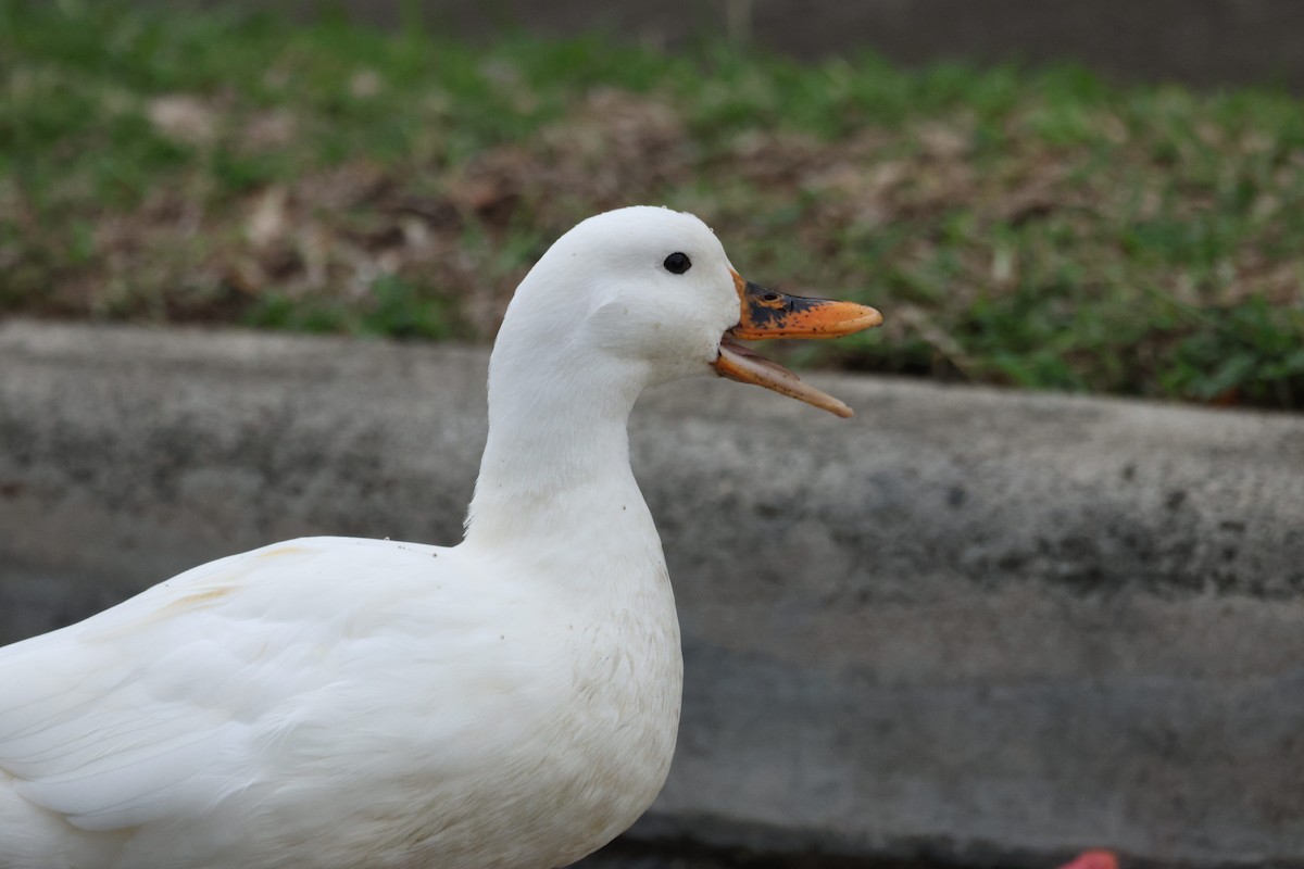 Mallard (Domestic type) - ML647012687