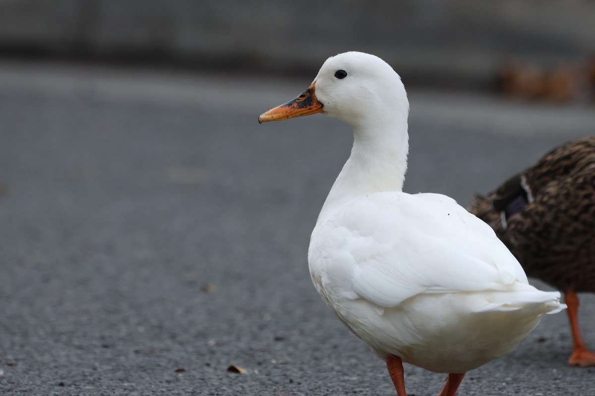 Mallard (Domestic type) - ML647012688