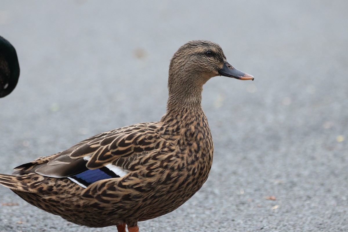 Hawaiian Duck x Mallard (hybrid) - ML647012691