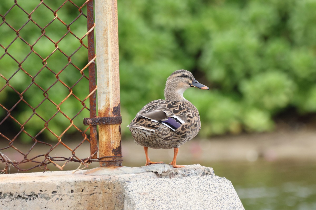 Hawaiian Duck x Mallard (hybrid) - ML647012692
