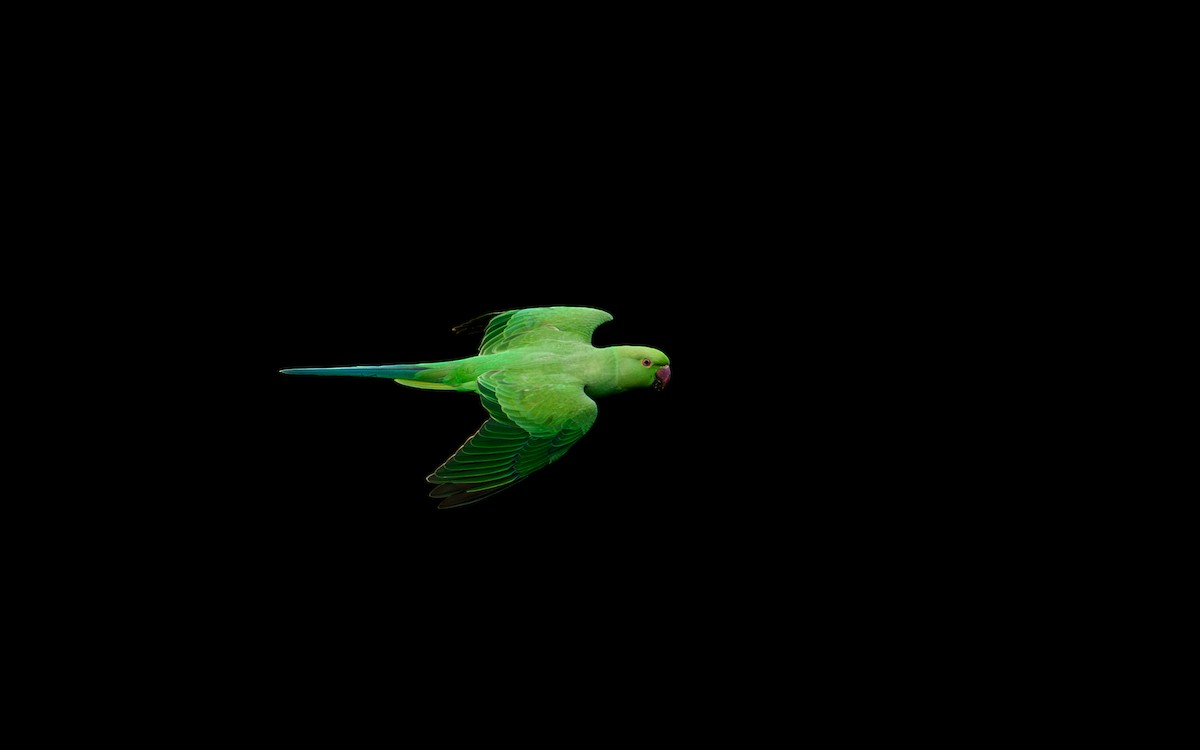 Rose-ringed Parakeet - ML647012694