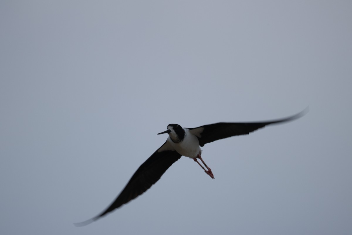 Black-necked Stilt (Hawaiian) - ML647012695