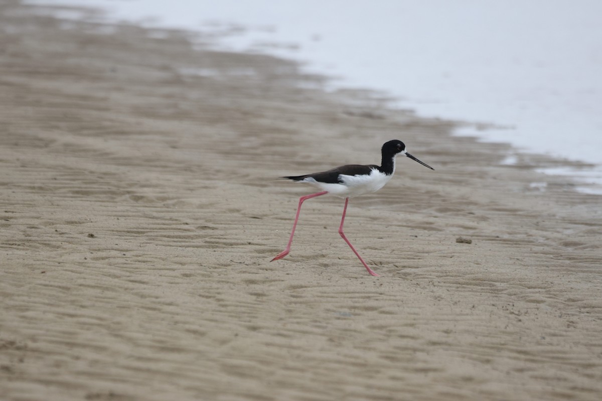 Black-necked Stilt (Hawaiian) - ML647012696