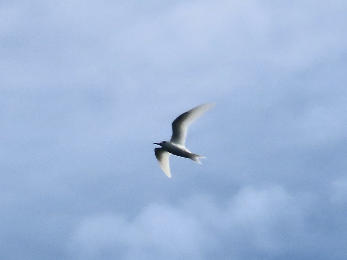 Blue-billed White-Tern - ML647012697