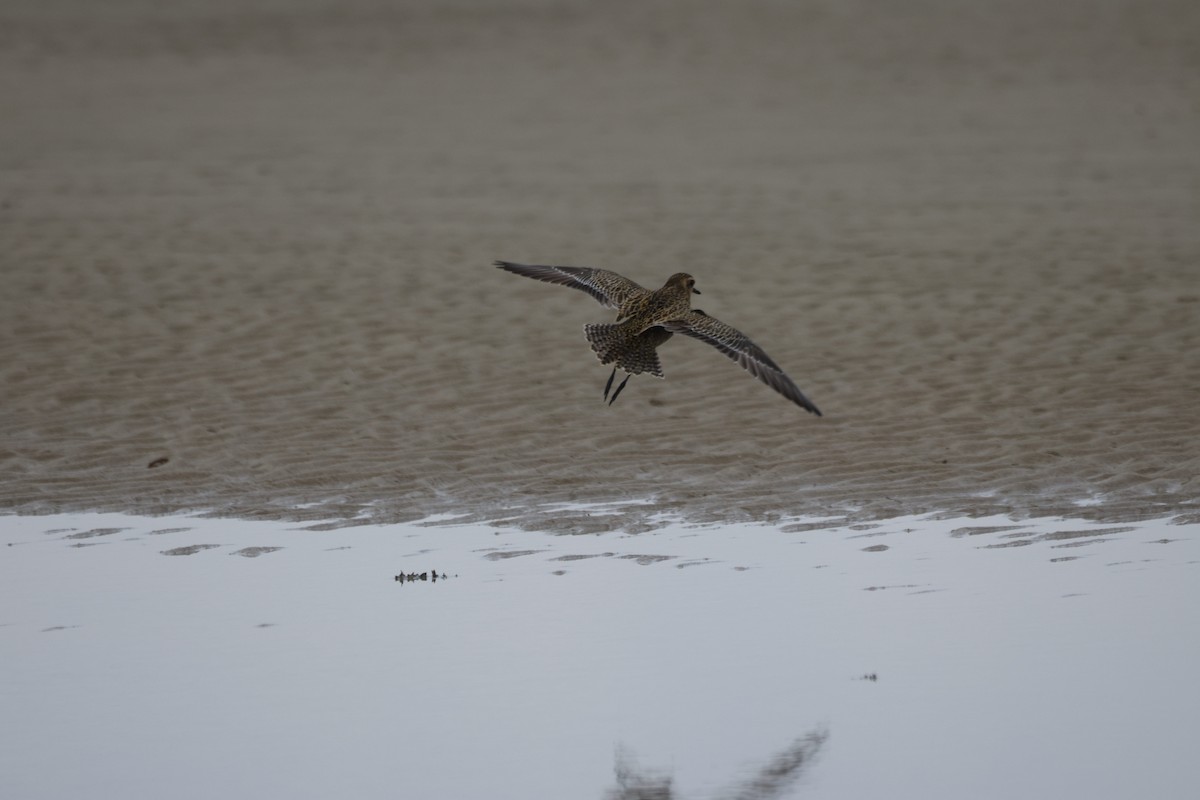 Pacific Golden-Plover - ML647012698