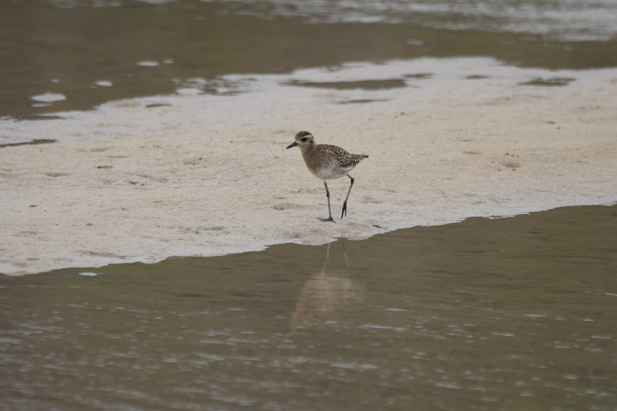 Pacific Golden-Plover - ML647012699