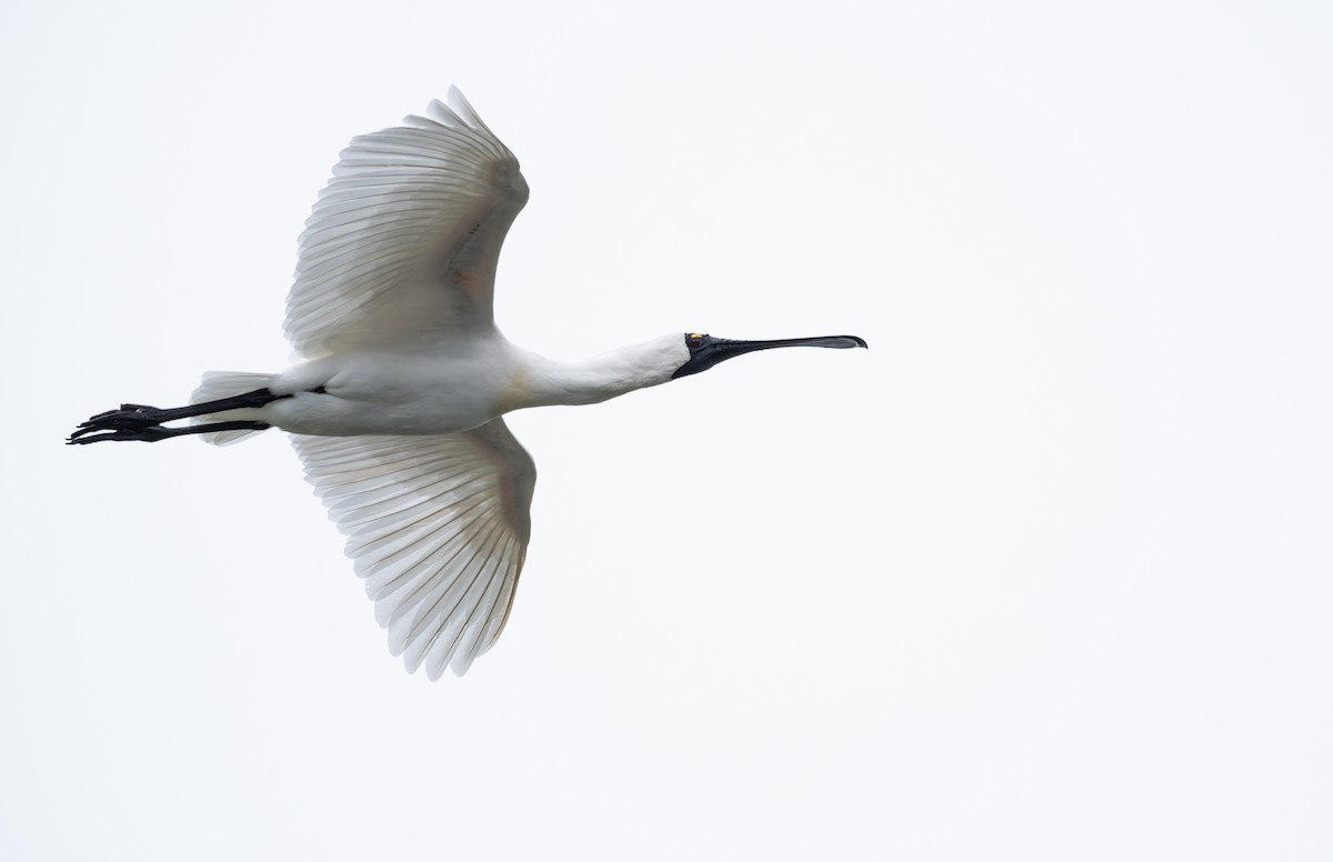 Royal Spoonbill - ML647012700