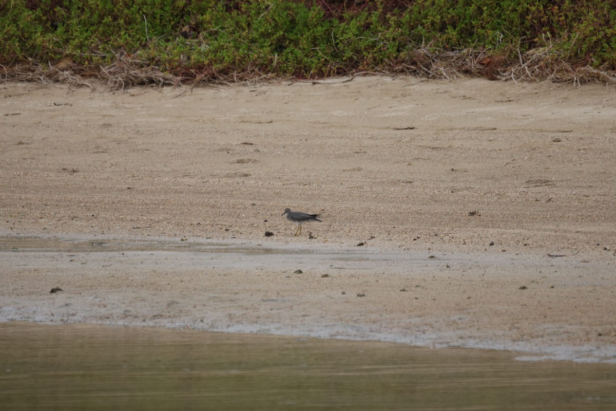 Wandering Tattler - ML647012701