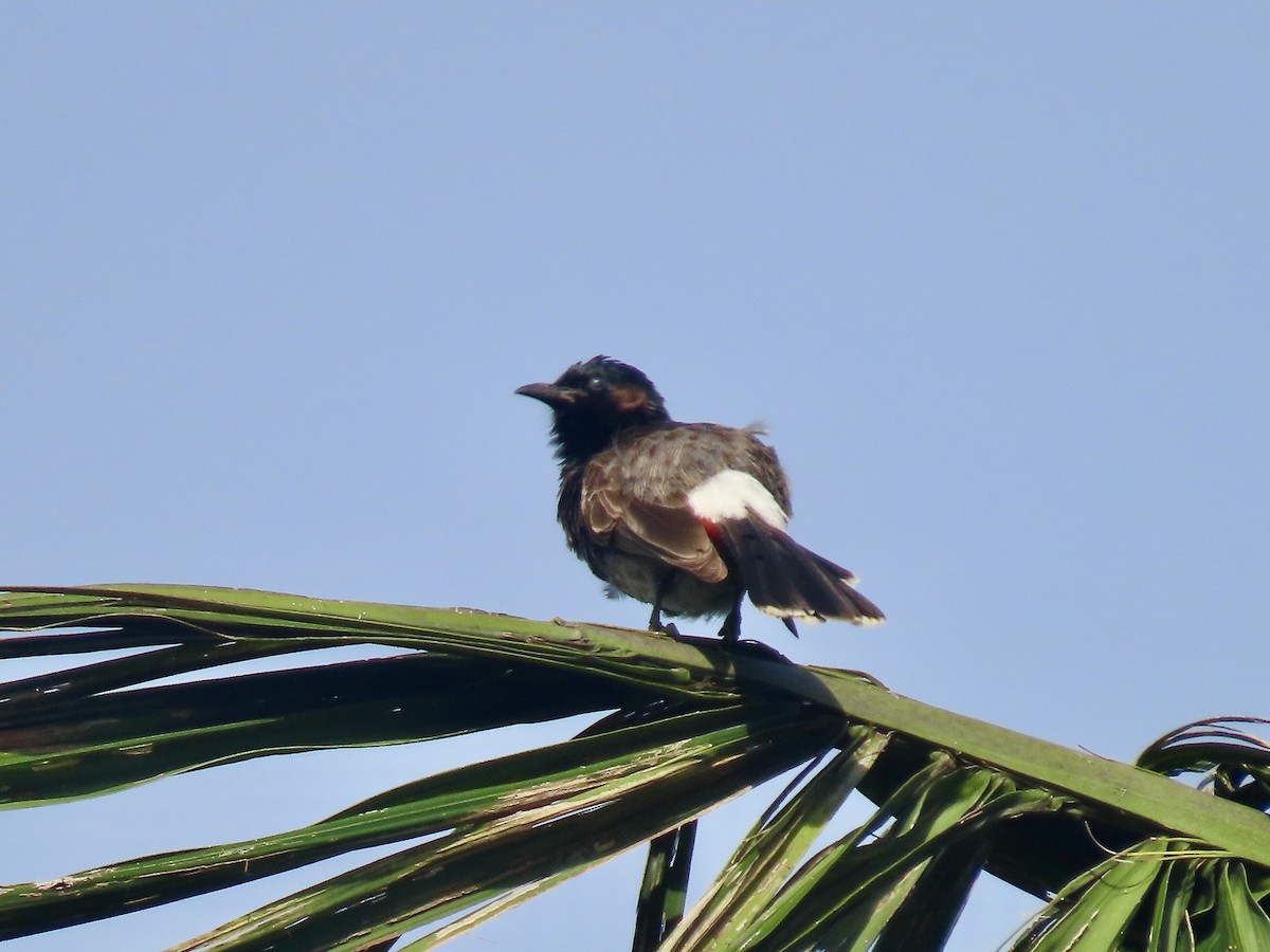 Red-vented Bulbul - ML647012702