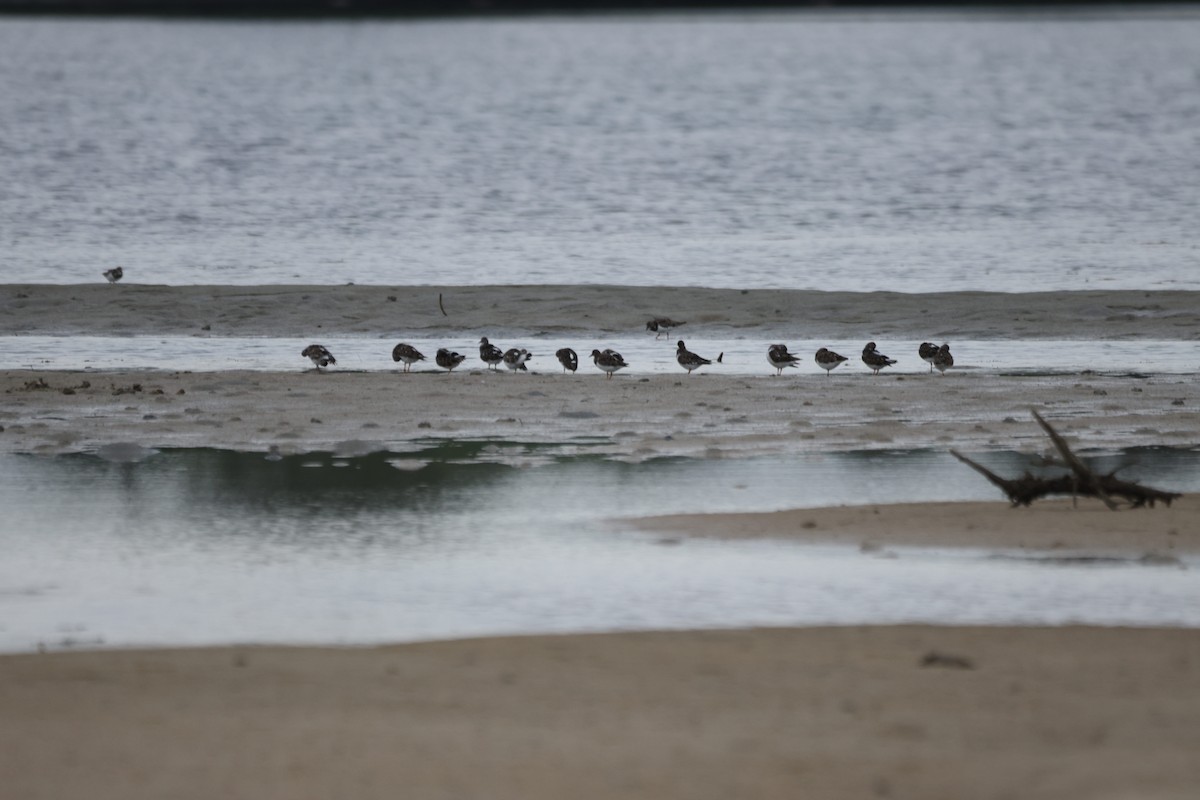 Ruddy Turnstone - ML647012704
