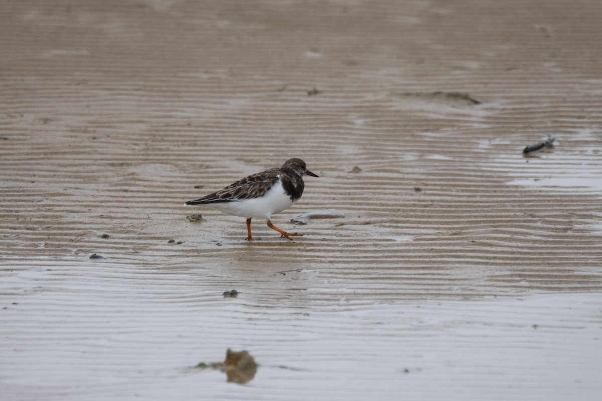 Ruddy Turnstone - ML647012705