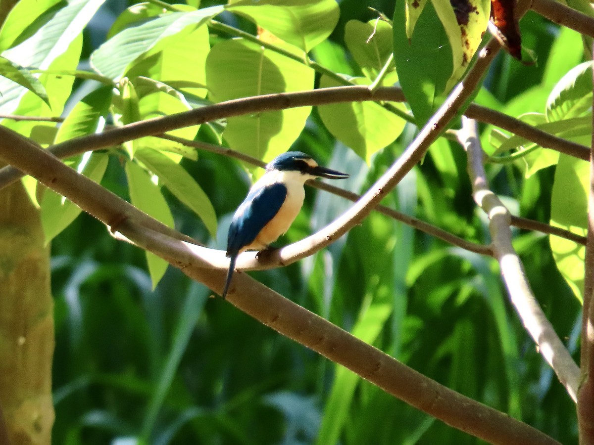 Flat-billed Kingfisher - ML647012706