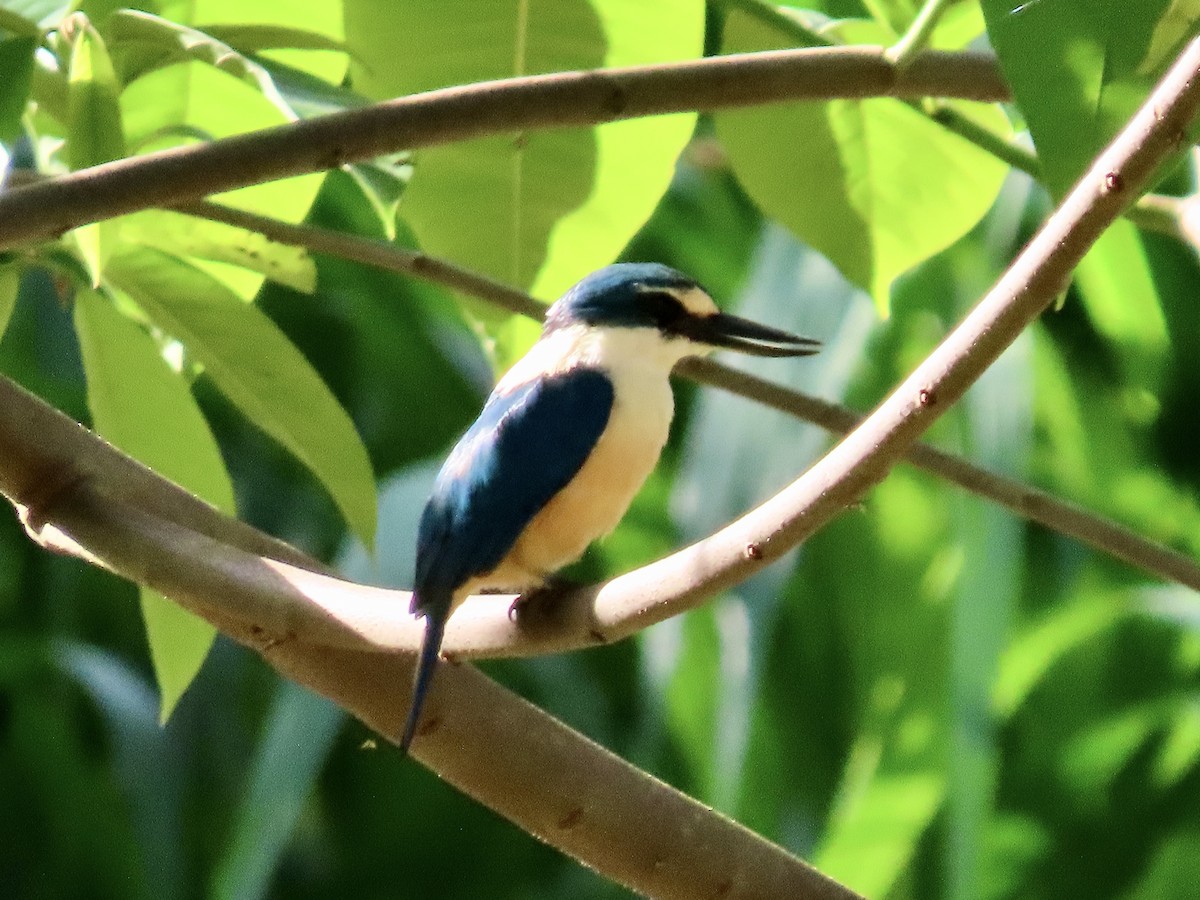Flat-billed Kingfisher - ML647012709