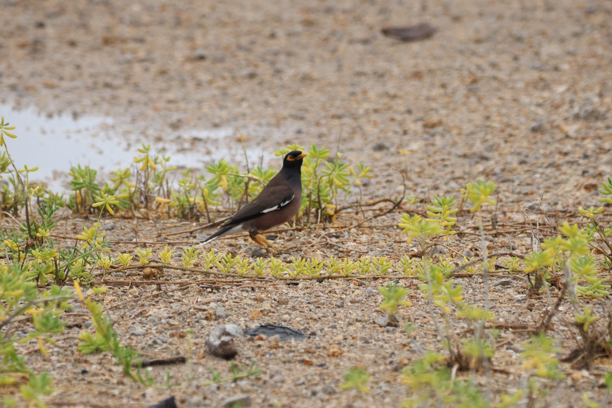 Common Myna - ML647012710