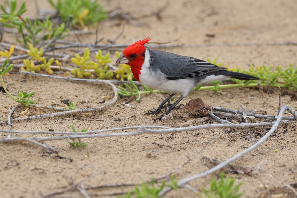 Red-crested Cardinal - ML647012713