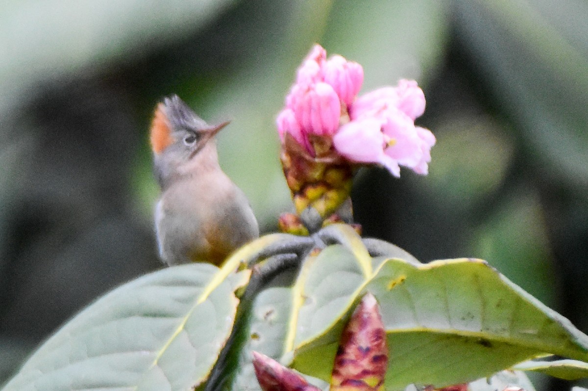 rustnakkeyuhina - ML647012714